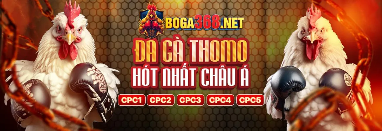 Trận đấu đá gà trực tuyến gay cấn tại xoxo66 nhà cái